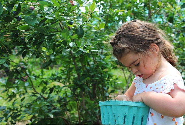 Blueberry picking at Jones Family Farms.