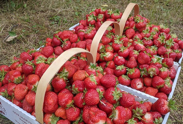 Strawberry picking near NYC: Jones Family Farm