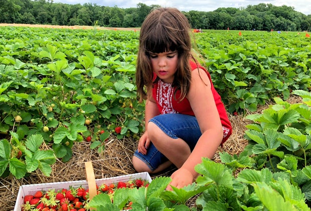 Image of child picking strawberries - Best Starbwrry Picking in CT