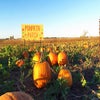 Pumpkin picking is a firm fall favorite. Photo courtesy of Keller's Farmstand