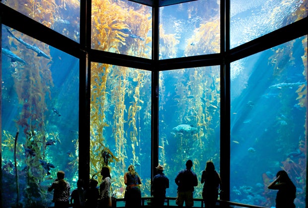 Road Trip on the PCH: The Monterey Bay Aquarium