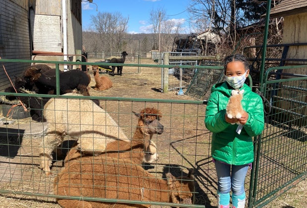 Get a stuffed alpaca at the store after you meet real ones at at Kraussdale Alpacas. 