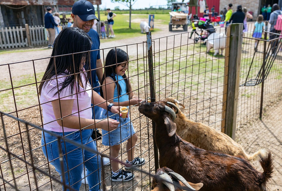 See animals up close at some of these farms near Houston. Photo courtesy of Dewberry Farm
