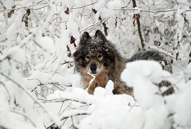 See the snow-covered wolves outdoors at the Lakota Wolf Preserve