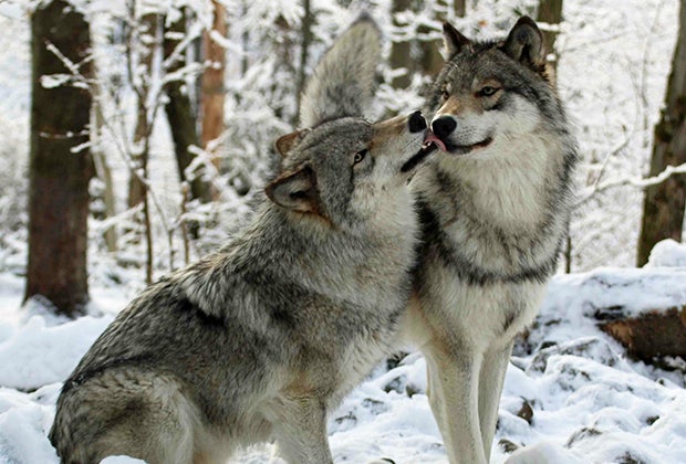 Winter day trips from NYC: Lakota Wolf Preserve