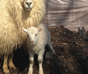 Head out this spring and see baby farm animals in Connecticut!