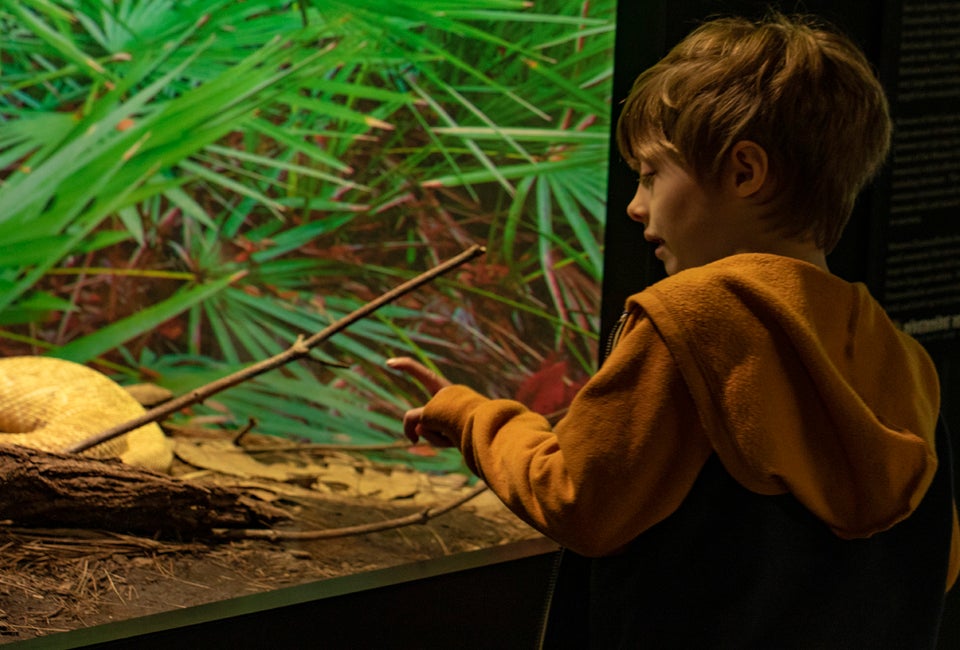 Look through the glass, or get up close and personal with snakes, reptiles, turtles and more at Connecticut's new living reptile museum. Photo courtesy of the Riverside Reptile Education Center
