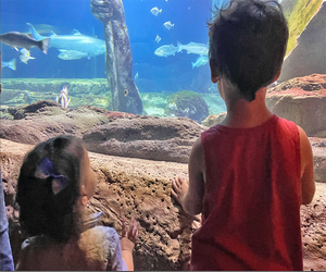 Sand tiger sharks and nurse sharks patrol Poseidon’s waters.