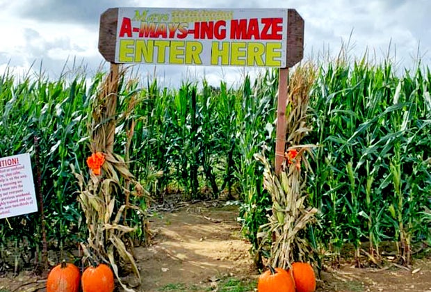 Corn maze near Long Island May's Farm