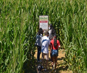 The corn maze at Harbes Family Farm  in Mattituck is fun for the whole family. 