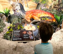 The Center for Science Teaching and Learning has an impressive dinosaur exhibit. Photo by Gina Massaro