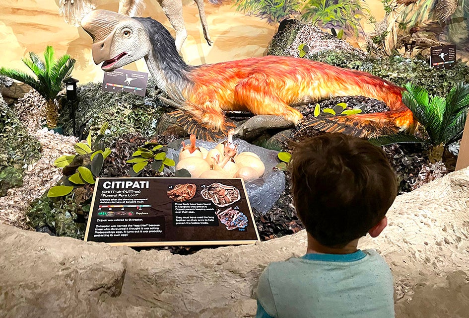 The Center for Science Teaching and Learning has an impressive dinosaur exhibit. Photo by Gina Massaro