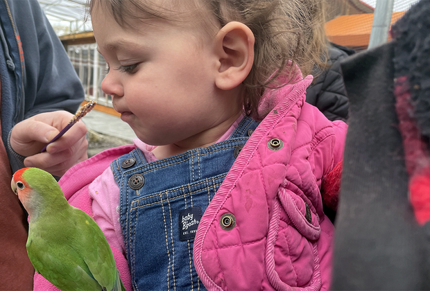 girl feeding a love bird