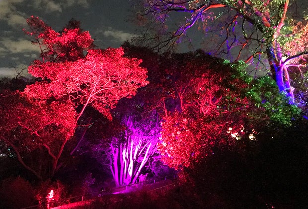 Light installation at Brooklyn Botanic Garden Lightscapes