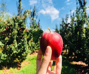 Enjoy picking and other family-friendly activities at Linvilla Orchard. Photo courtesy of the orchard