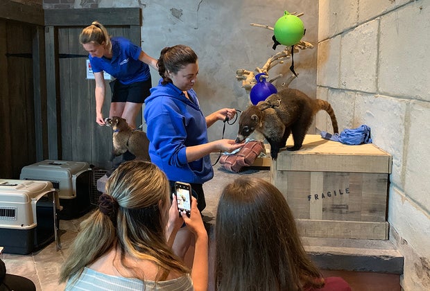 Swim with Sharks, Meet Penguins, and Other Animal Experiences at the Long Island Aquarium