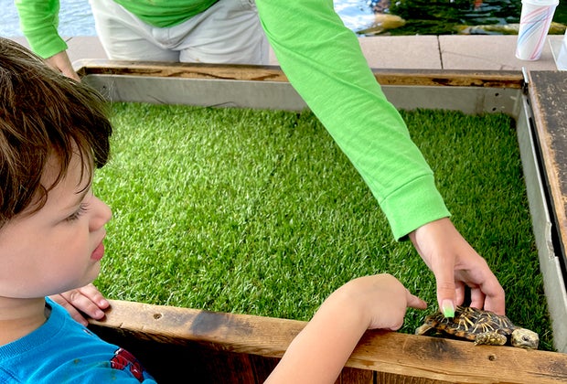 Swim with Sharks, Meet Penguins, and Other Animal Experiences at the Long Island Aquarium