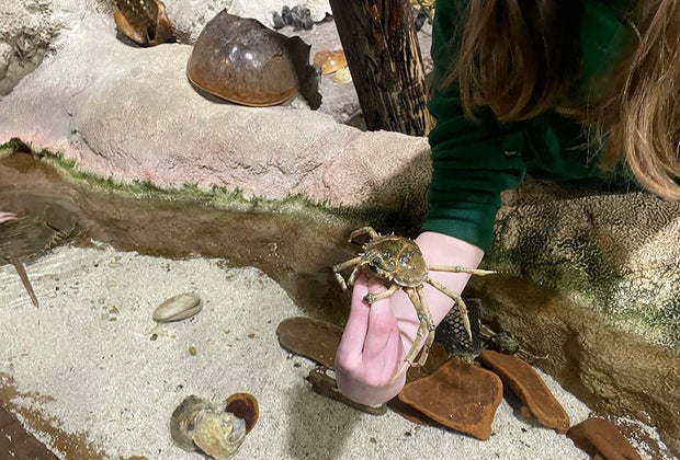 Swim with Sharks, Meet Penguins, and Other Animal Experiences at the Long Island Aquarium