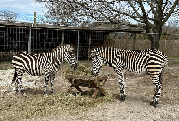 Long Island game farm: