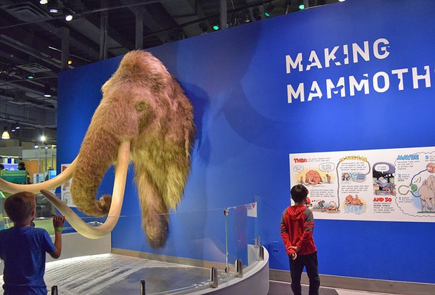 Making Mammoths is an exhibit at the Liberty Science Center in New Jersey