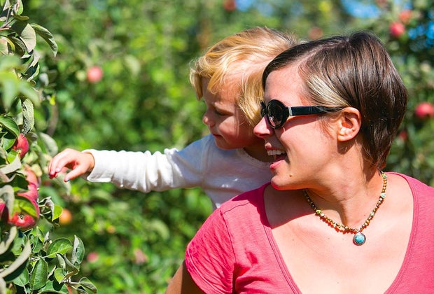 Image of a family apple picking in Connecticut at Lyman Orchards.