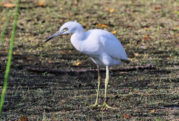 Wildlife Hikes for Kids in Los Angeles: Little Blue Heron at the Madrona Marsh.