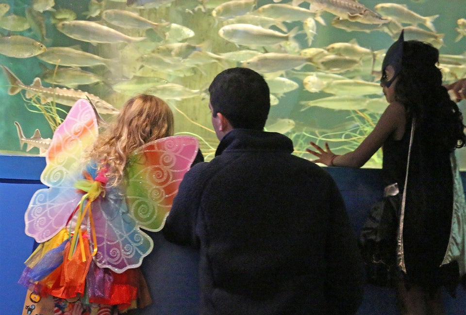 Courtesy of the Maritime Aquarium