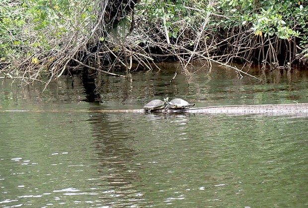 Jonathan Dickinson State Park Best Things To Do & See in Martin County, Florida