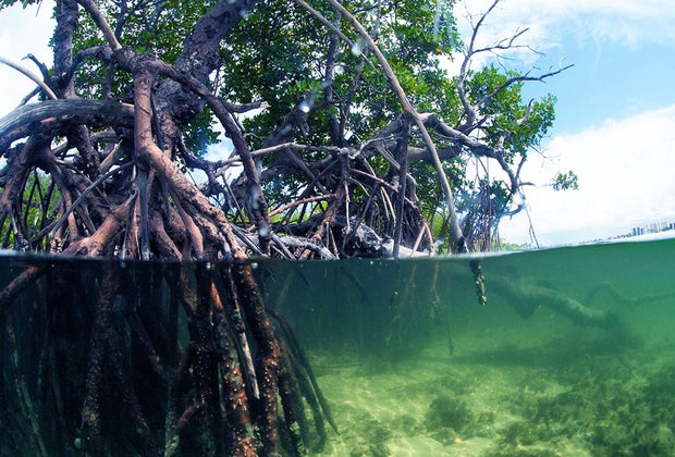Blowing Rocks Preserve: Martin County Florida