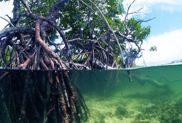 Blowing Rocks Preserve: Martin County Florida