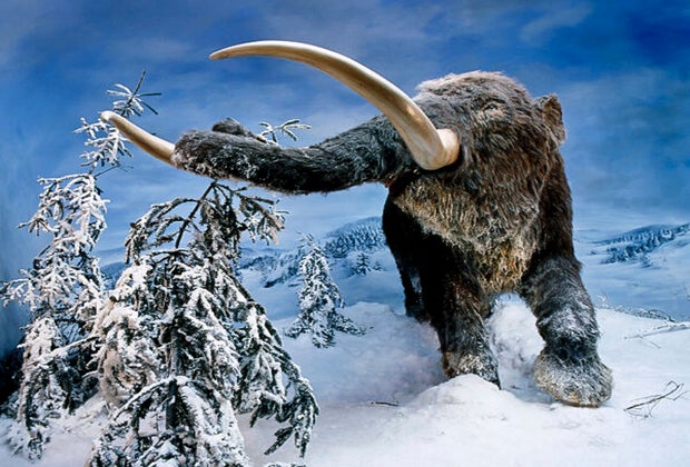 Image of mastadon statue from Mashantucket Pequot Museum.