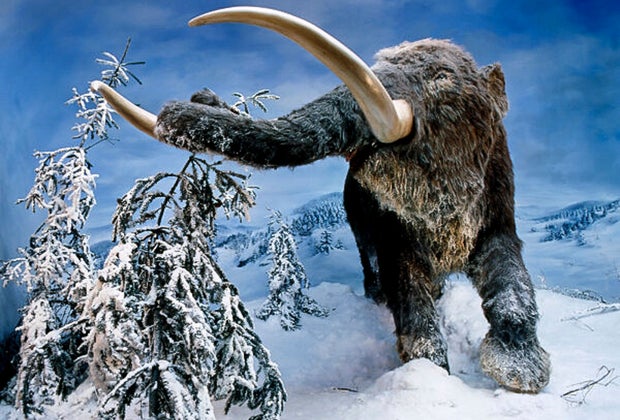 Image of mastadon statue from Mashantucket Pequot Museum.