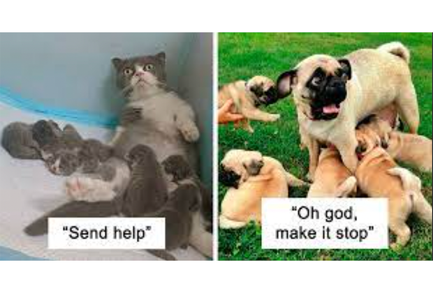cat and dog meme with too many babies