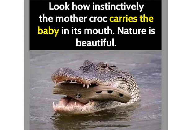 croc carrying baby croc meme