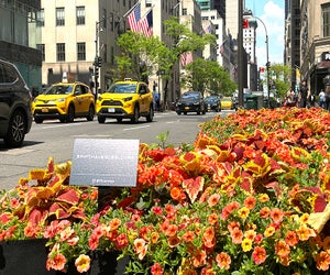 Fifth Avenue is lined with big-name shops, tourist attractions, and charming plantings and art installations in all seasons. 