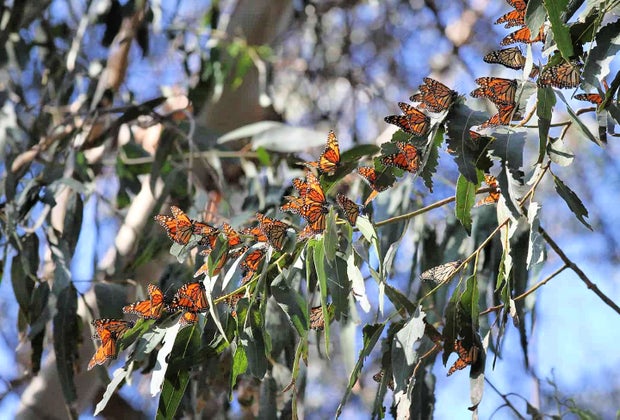 Road Trip on the PCH: Monarch Grove
