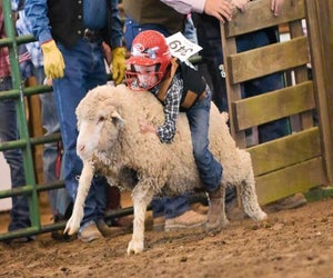 It's a mutton-bustin', cow wranglin' good time at the Montgomery County Fair./Photo courtesy of Montgomery County Fair Association.