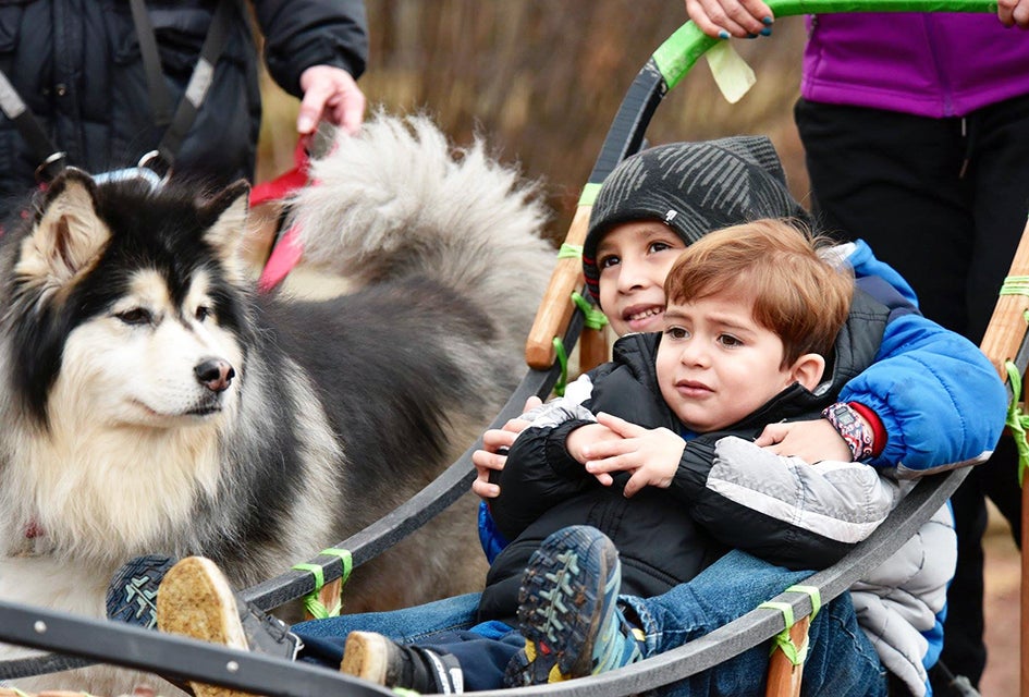 See sled dogs in action at the Morton Arboretum's Husky Heroes event this weekend. Photo courtesy of the Morton Arboretum