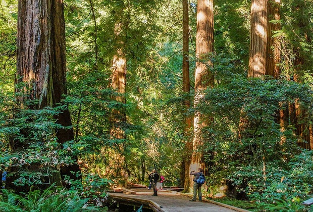 Muir Woods National Monument