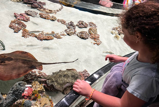 Photo of a child watching a fish in a touch tank at Mystic Aquarium
