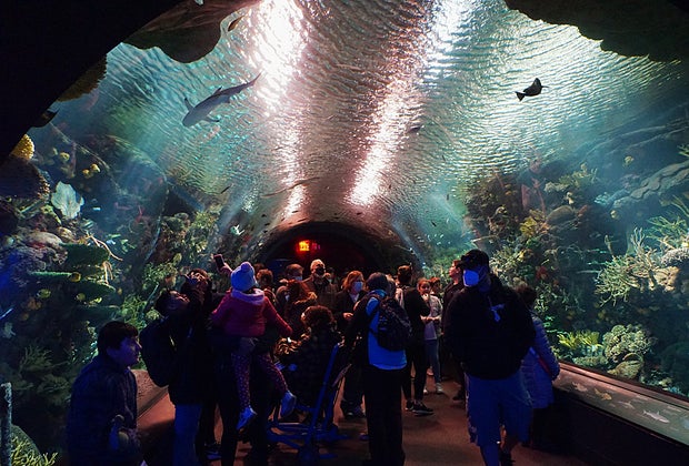 Stroll through an underwater tunnel at Ocean Wonders: Sharks at the New York Aquarium