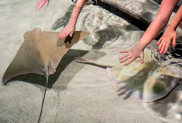 Image of skate in touch tank at Boston's New England Aquarium