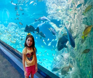 Sea creatures galore wait to greet visitors at the Adventure Aquarium in Camden, New Jersey. 