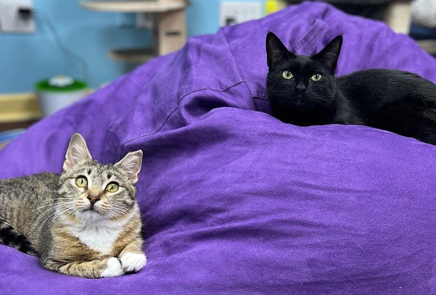 Catsbury Park is a fun Jersey Shore destination