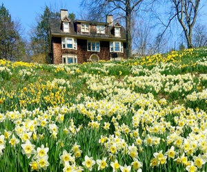 Enjoy the blooming daffodils at Reeves-Reed Arboretum on a day trip this spring. Photo courtesy of the arboretum