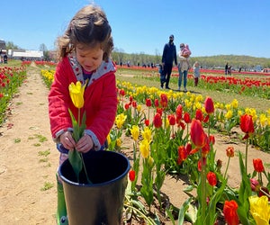 Stunning tulips bloom in every direction at Holland Ridge Farms in Cream Ridge, New Jersey. Photo by Rose Gordon Sala
