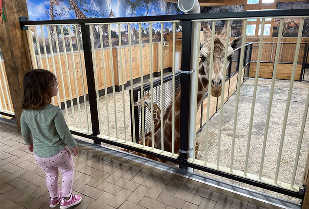 White Post Farms' New Giraffe Feeding Encounter