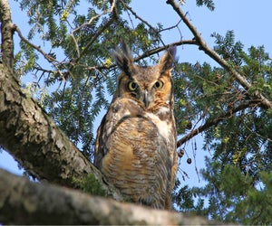 Great-horned Owl at Norristown Farm Park. Photo by Ruth King/Montgomery County Parks