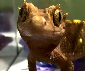 See some cute faces at the New York Metro Reptile Expo. Photo courtesy of the expo