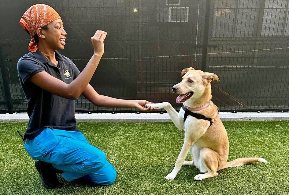 Add an animal member to your family from a shelter in NYC. Photo courtesy of Bideawee